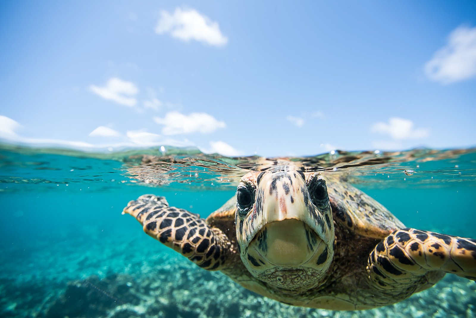 Turtle Quest - Things to do in Maldives