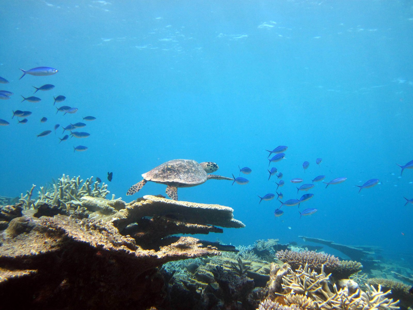 Scuba Diving in Maldives – PADI