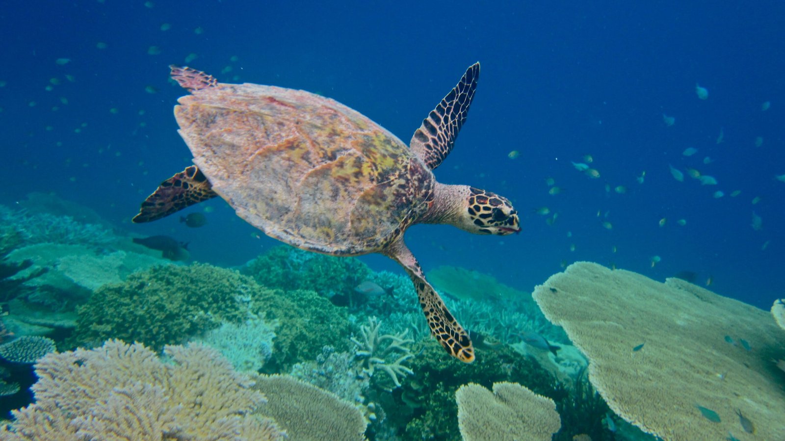 Scuba Diving in Maldives – PADI